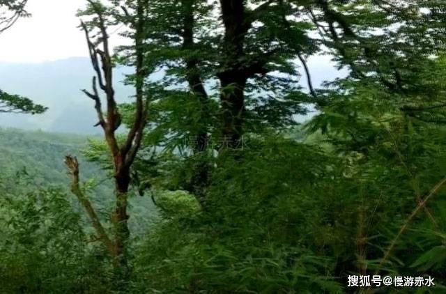 逃出奶油苹果屋